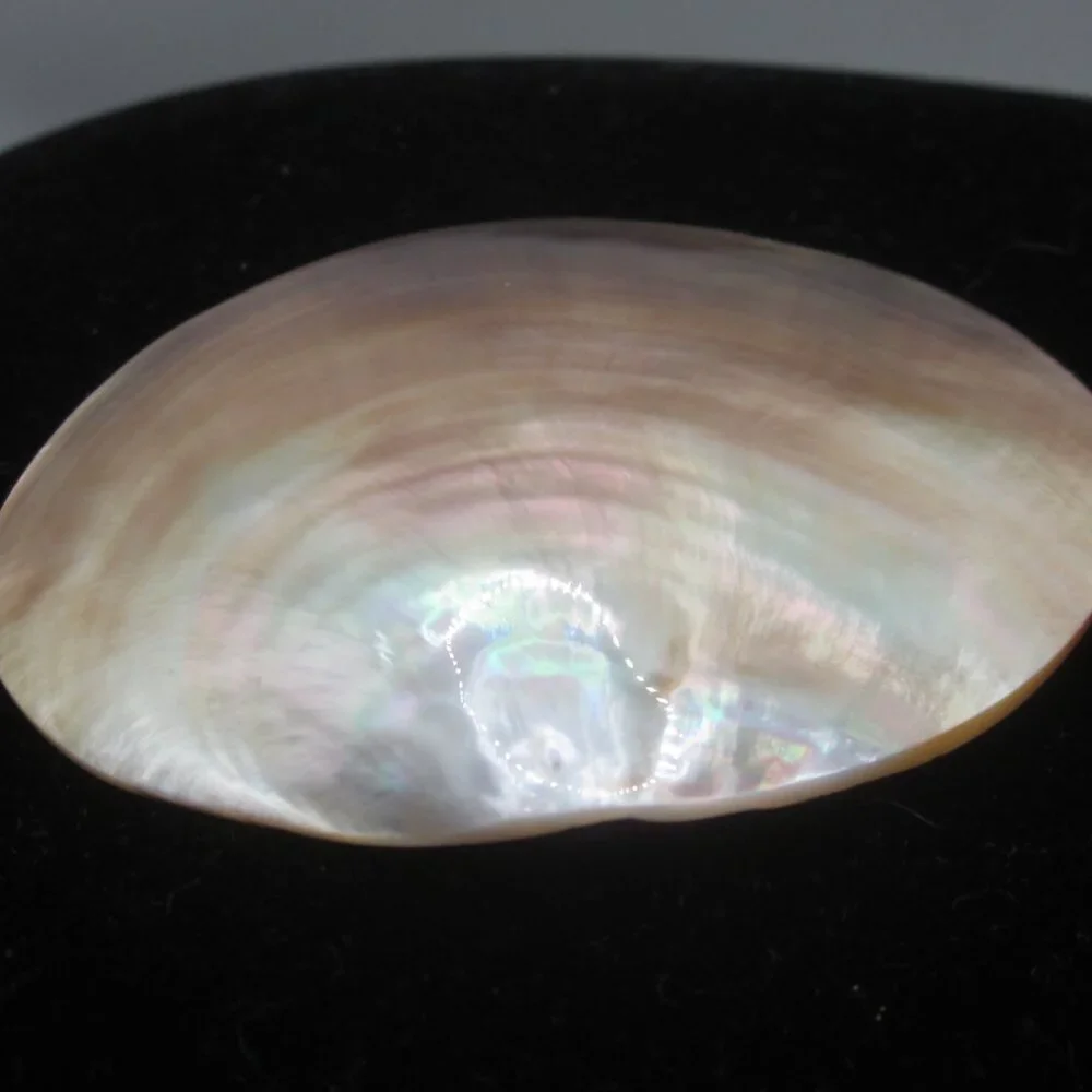 Vintage Shell Belt Clip Buckle